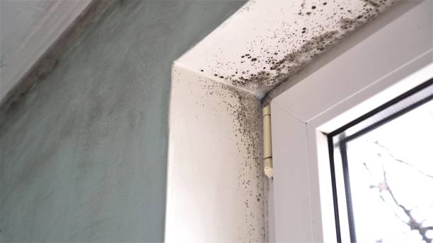 Mold Removal and Inspection in Haltom City, TX